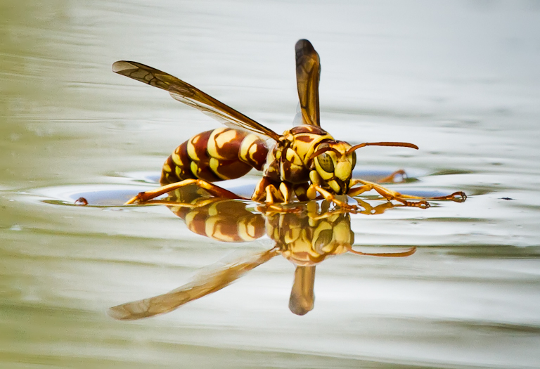 Paper Wasp